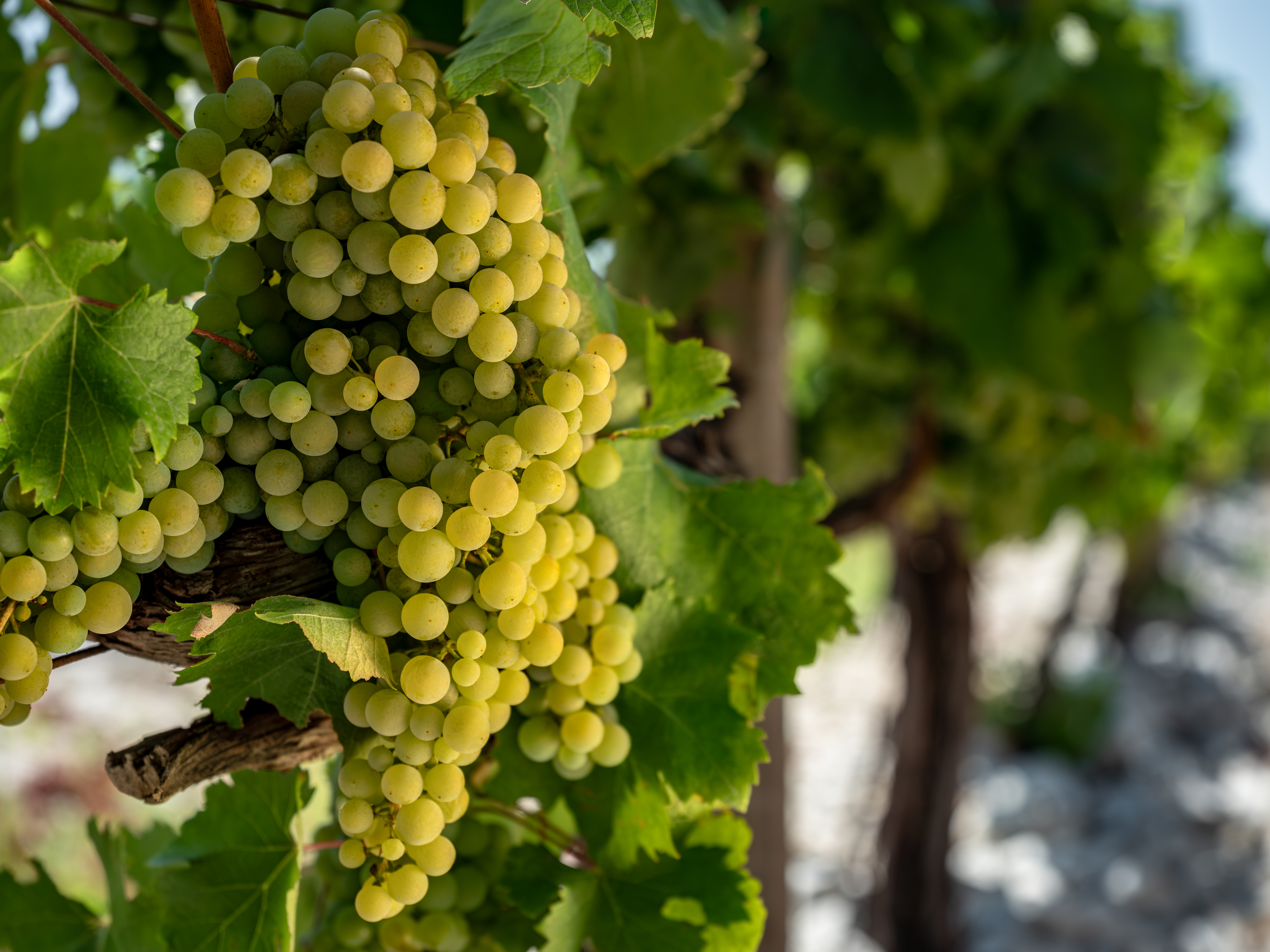 Herzegovina Wine Route – Old Town & Vineyards