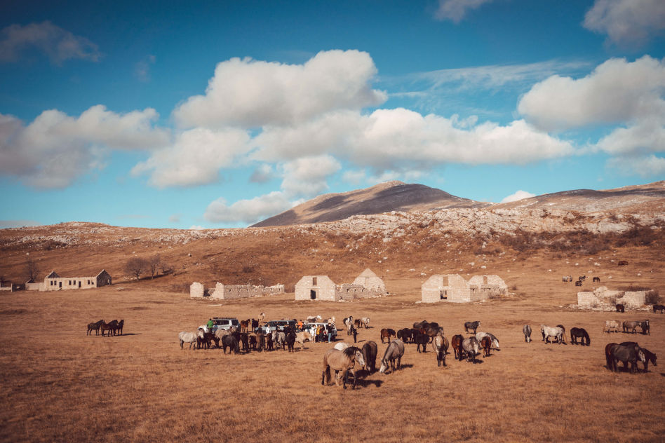 Wild Horses Safari Trip to Livno