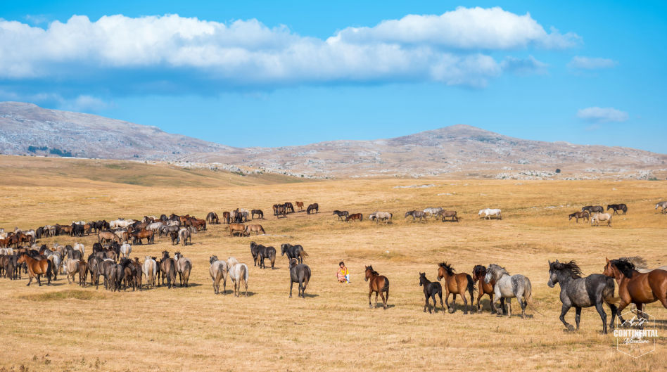 Wild Horses Safari Trip to Livno